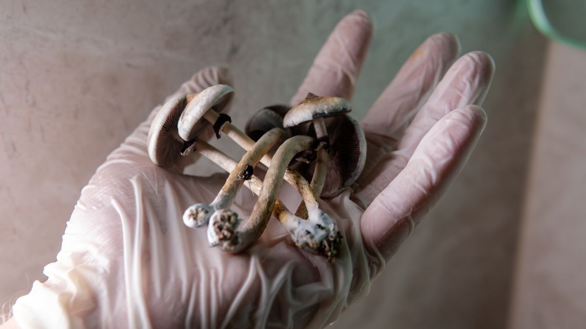 Psylocybina ma właściwości psychodeliczne