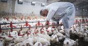 Odkryli na fermie wirusa H7N7. Boją się wybuchu epidemii groźnej choroby
