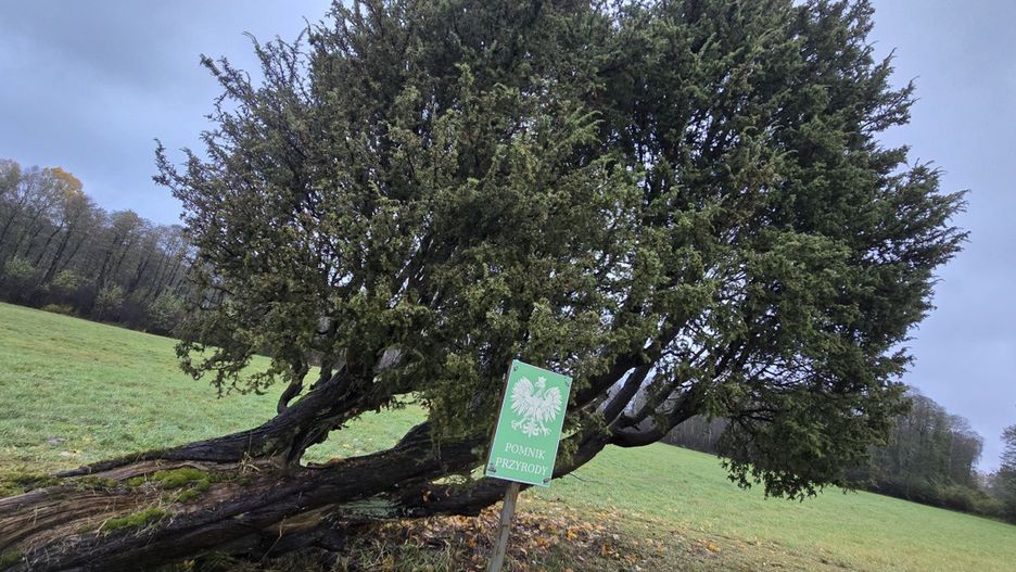 Ten jałowiec został objęty ochroną jako pomnik przyrody