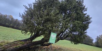 Kiedrowice - Zapceń: Jałowiec został pomnikiem przyrody