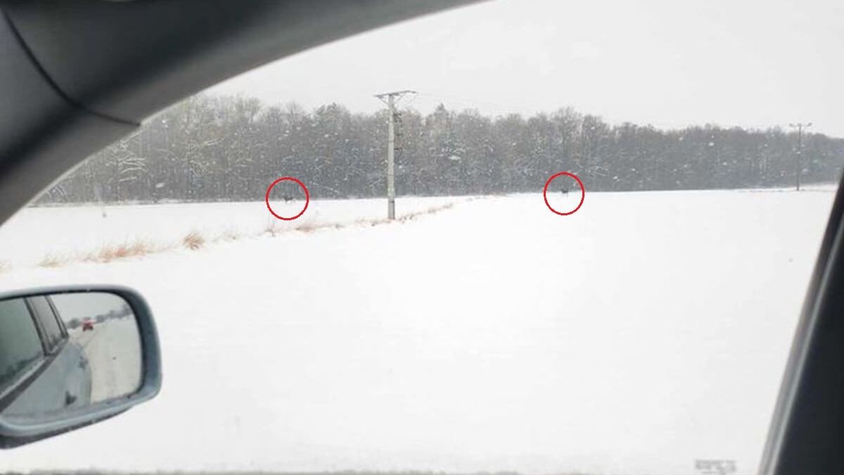 Dwa łosie spacerujące przy lotnisku w Świdniku