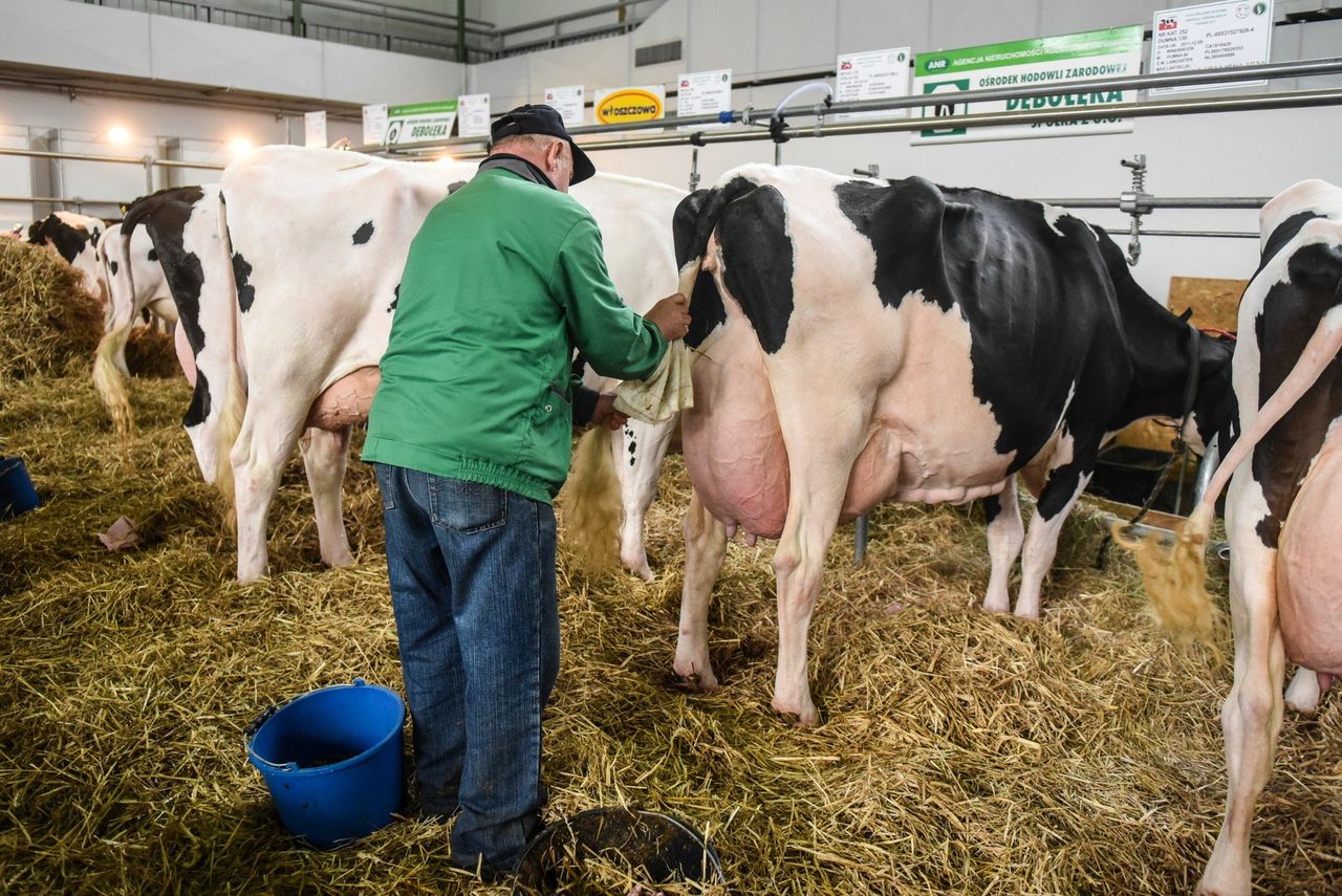 Już nie tylko pryszczyca. Są przypadki kolejnej groźnej choroby bydła