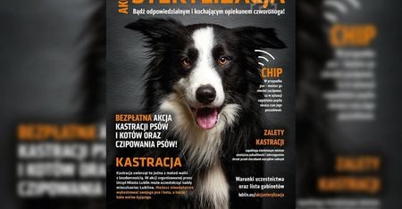 Bezpłatna sterylizacja zwierząt w Lublinie. Trwa drugi etap akcji