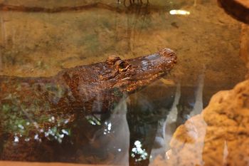 Wykluła się w 1930 r. Mieszka w Polsce, ale zadziwia cały świat