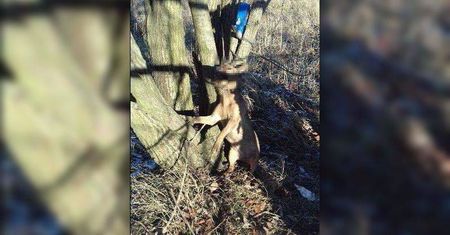 Ktoś pobił suczkę, a potem powiesił ją na drzewie. Nagroda za wskazanie sprawcy