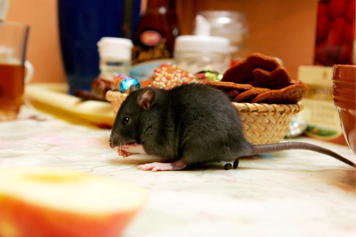 Invaded by rodents? Discover humane and effective ways to reclaim your home