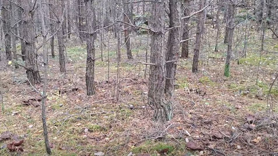 Leśnik zobaczył "idealny" czarci krąg w lesie