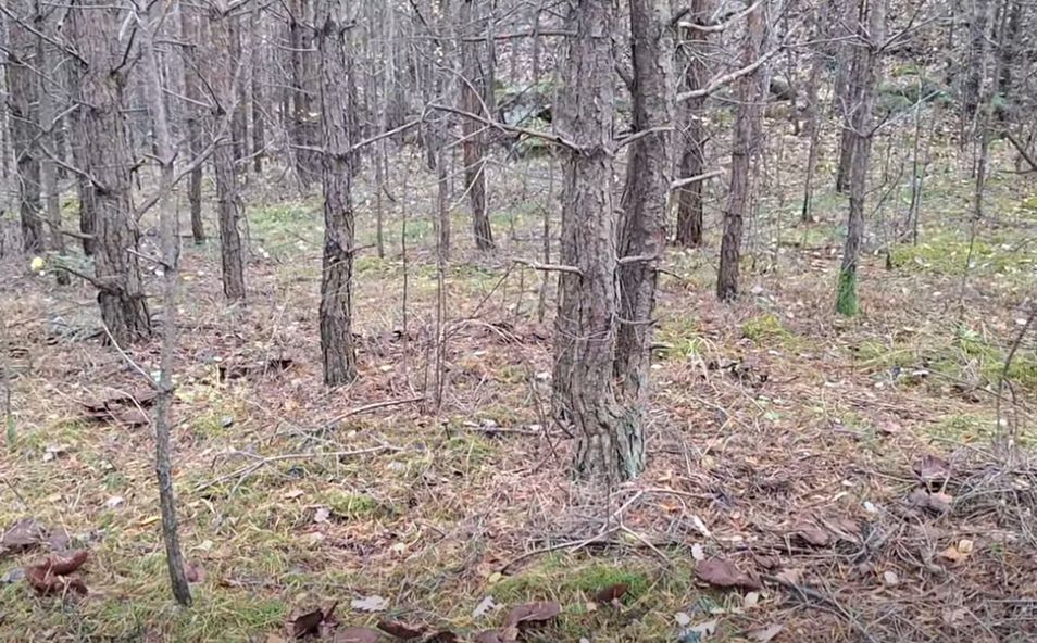 Zobaczył krąg w lesie. Leśnik chwycił telefon. "Doczekałem się"