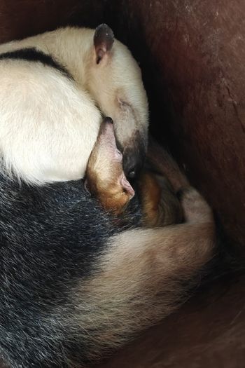 Narodziny nowego mieszkańca w Zoo Poznań! Co to za maluch?