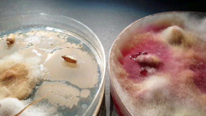 Bakto G-STOP 2 – Kontrola vs.Bakto G-STOP – Fusarium culmorumTekst i fot. dr inż. Andrzej Brachaczek