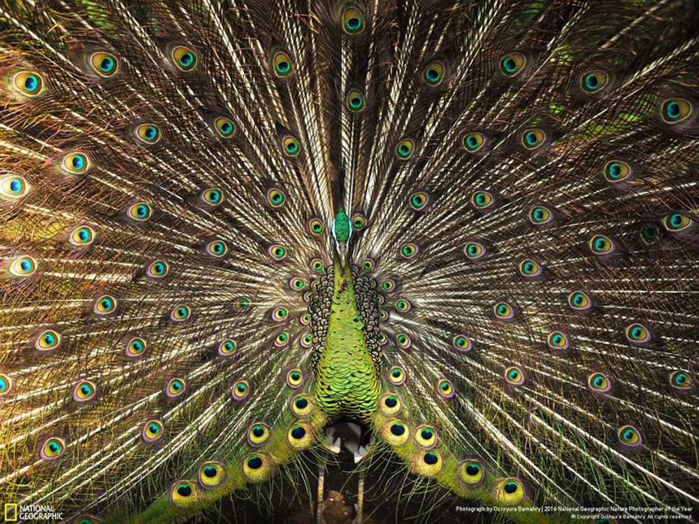 Fotografie natury, która nie przestaje zachwycać. Oto finałowe prace konkursu National Geographic Nature Photographer of the Year 2016 26