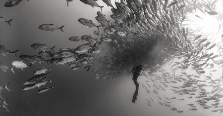 Piękno głębin oceanu pokazane w czerni i bieli