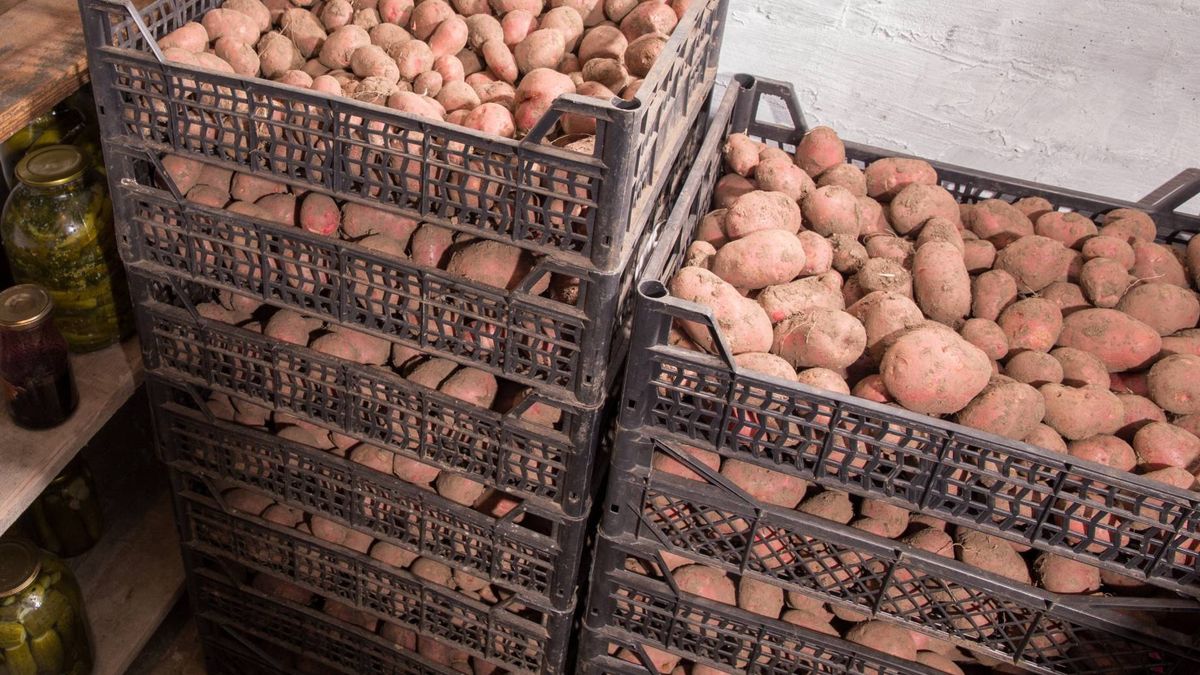 Jak przechowywać ziemniaki?