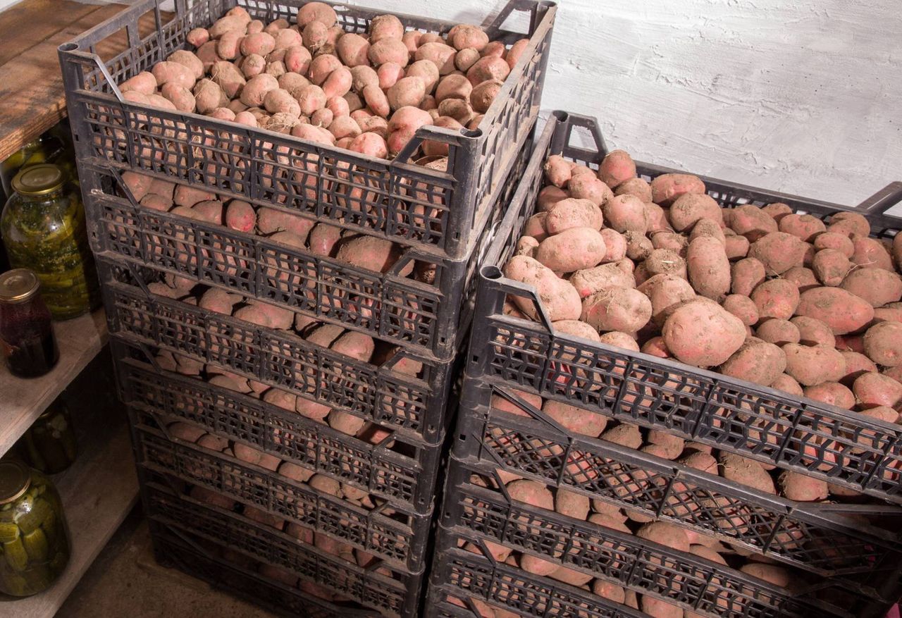 How to store potatoes?