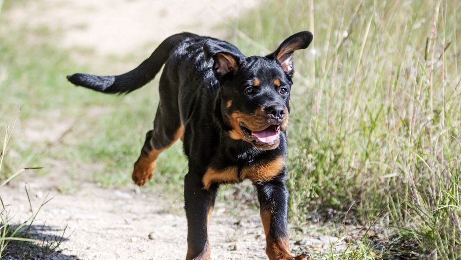 puppy rottweiler running in the nature in autumn
Emmanuelle Bonzami
dog, rottweiler, animal, pet, puppy, male, little, cute, guard dog, large, black, purebred, nature, outdoor, motion, running, free, playing, happy