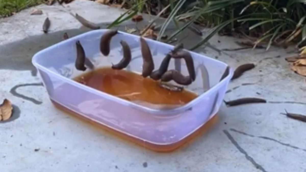 Domowa pułapka na ślimaki