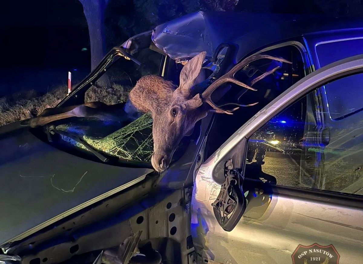 Jeleń wpadł do środka auta w Nasutowie