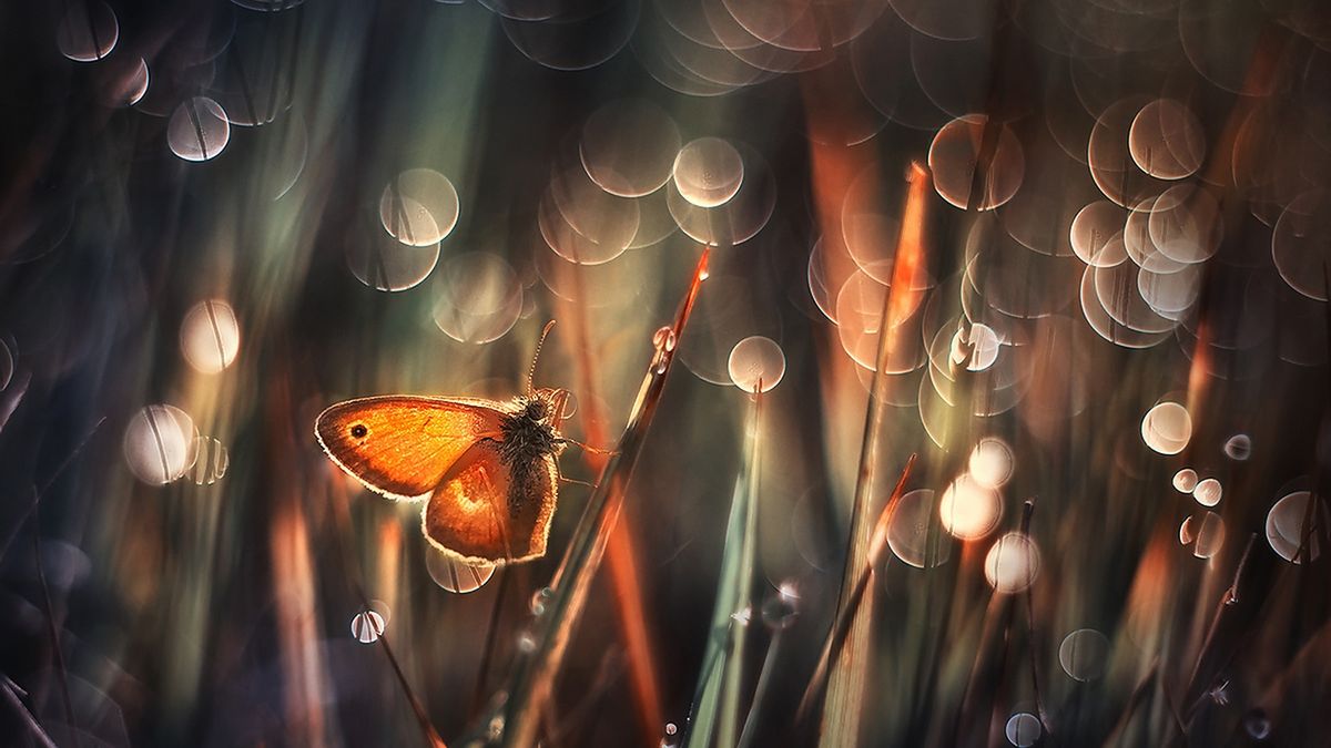 Fotografia makro - praktyczne porady dla początkujących [poradnik] 1