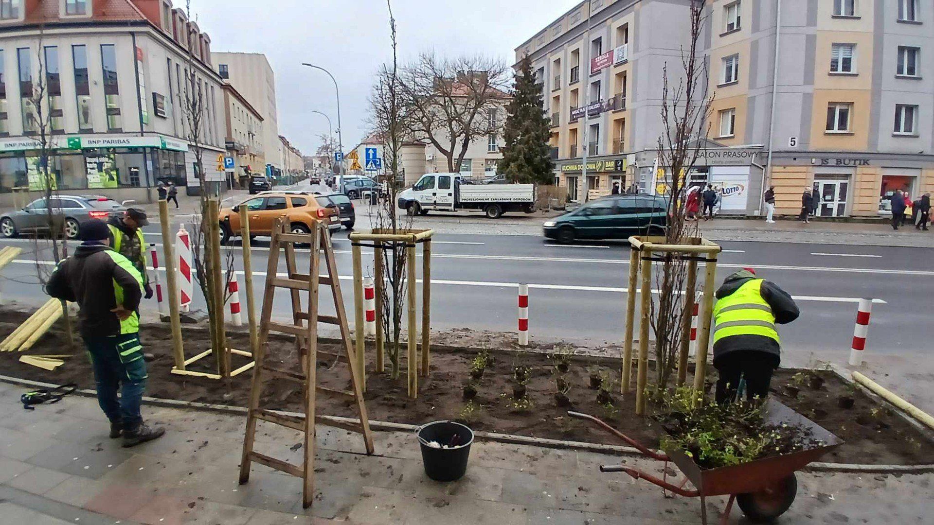 Nowe nasadzenia zieleni wzdłuż ulicy Sienkiewicza