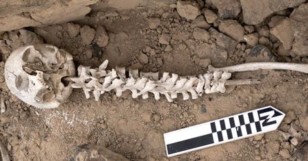 Peru. Odkryto 192 ludzkich kręgosłupów na kijach. „Odpowiedź na europejski kolonializm”