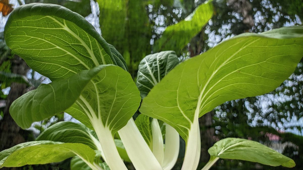 Jakie właściwości ma kapusta pak choi?
