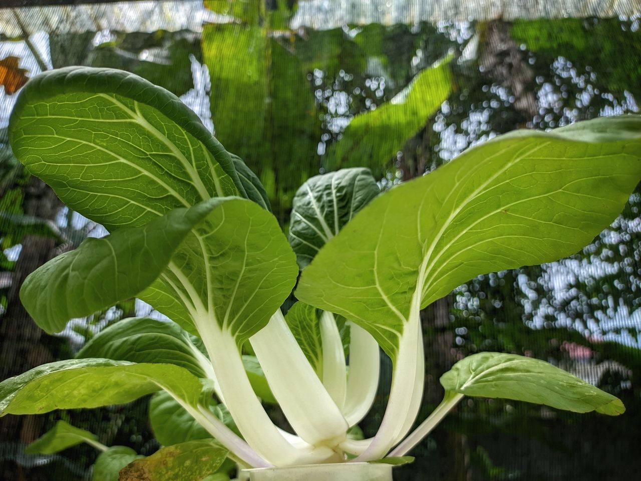 From heart health to weight management: the overlooked benefits of pak choi in UK diets