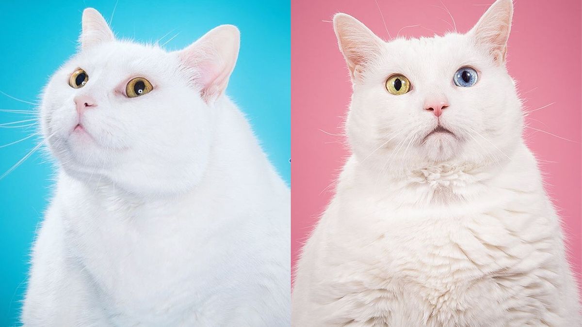 Grube koty to nieznośni modele. Pete Thorne zmierzył się z nimi w swoim nowym projekcie 1