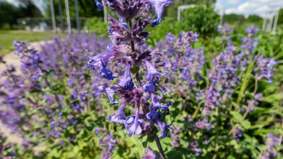 Kocimiętka właściwa jest miododajna, kwitnie od lipca do sierpnia
