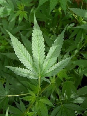 Poczekajmy z tą legalizacją marihuany!