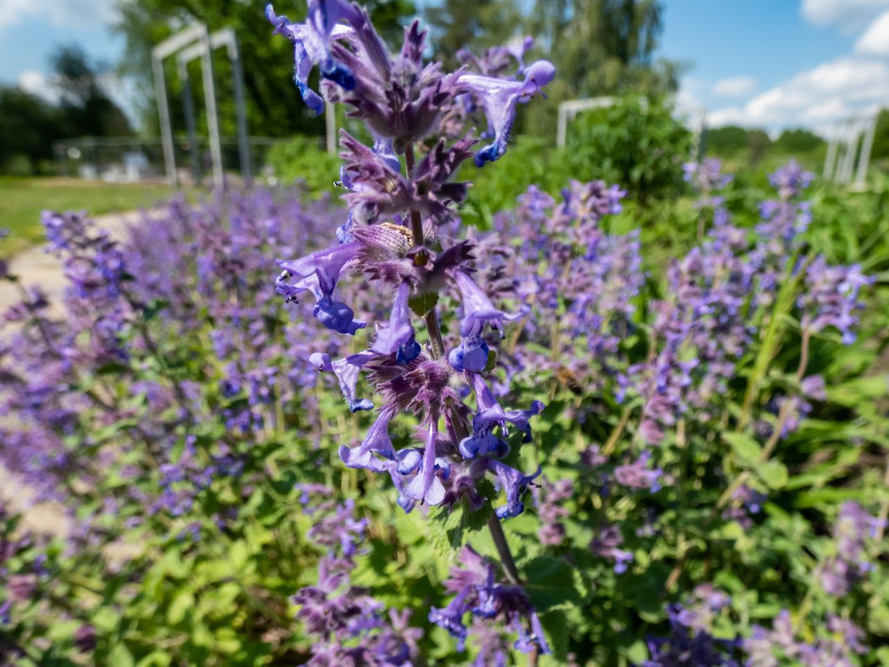 Kocimiętka właściwa – wygląd, właściwości i zastosowanie