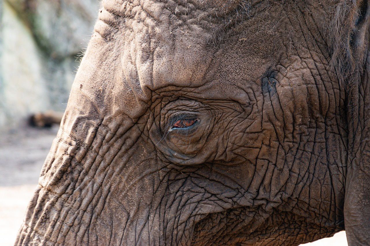 Płonące pochodnie i śmierć świętego zwierzęcia. Wstrząs na Sri Lance po brutalnym ataku na słonia