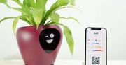 Lua: urządzenie, które zamieni Twoją roślinę w zwierzątko Tamagotchi