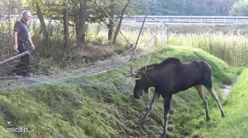 Policja: zderzenie z łosiem zazwyczaj kończy się tragicznie dla podróżujących samochodem osobowym (policja.pl)