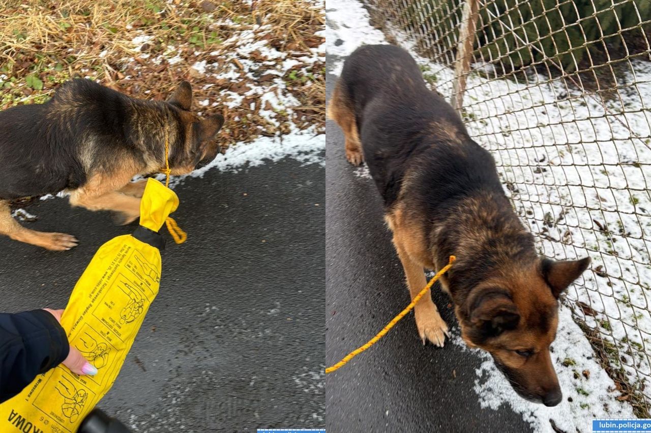 Liczyły się minuty. Wyziębiony pies uratowany przez policję