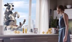 Krowa i „kuchnia wysokich lotów” w kampanii śmietanki Łaciata (wideo)