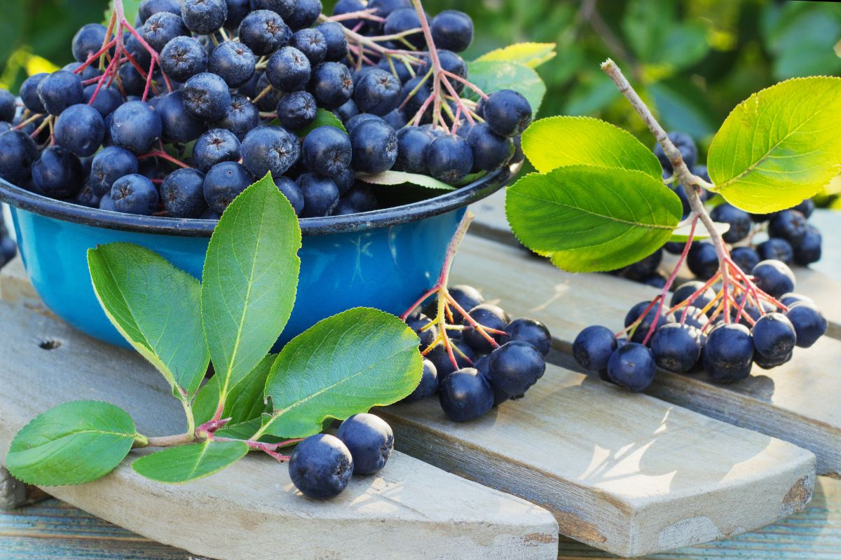 Dojrzewa zapomniany i niedoceniany dziś owoc. Rośnie w każdych warunkach