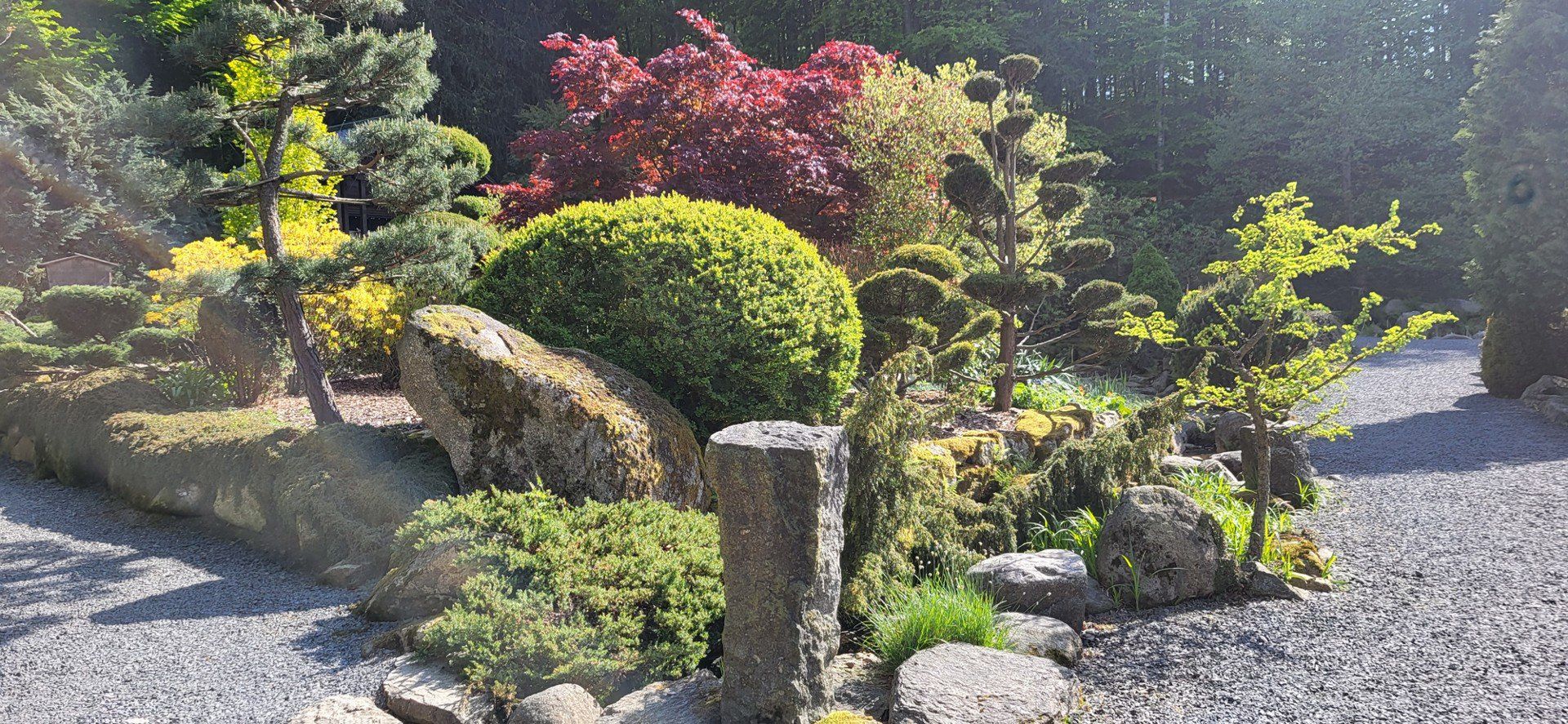 Siruwia Mała Japonia w Przesiece