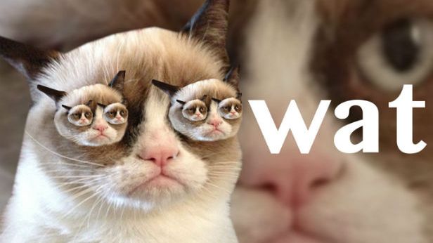 10 najpopularniejszych kotów Internetu. Daliście już im wszystkim lajka na Fejsie? 1