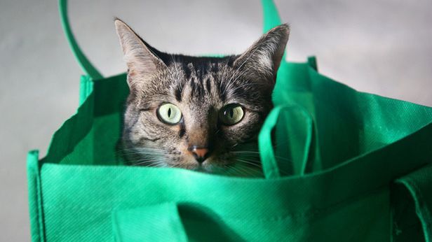 Naciągacze na Allegro sprzedają towar, którego nie mają, i zastraszają internautów 1