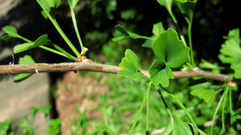 Wpływ miłorzębu japońskiego na mózg