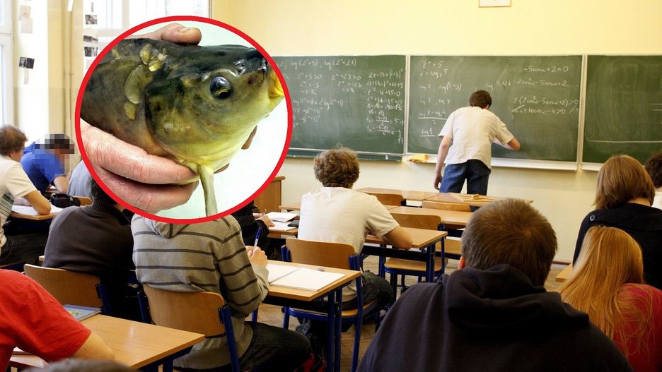 Nauczycielka miała odciąć głowę żywemu karpiowi podczas zajęć