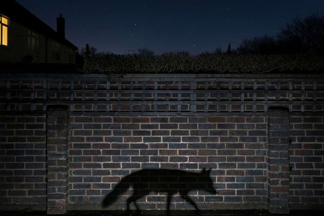 W kategorii Miejskiej zwyciężył Richard Peters z Wielkiej Brytanii zdjęciem cienia lisa, który umie żerować nawet na terenie 400 ogrodów.