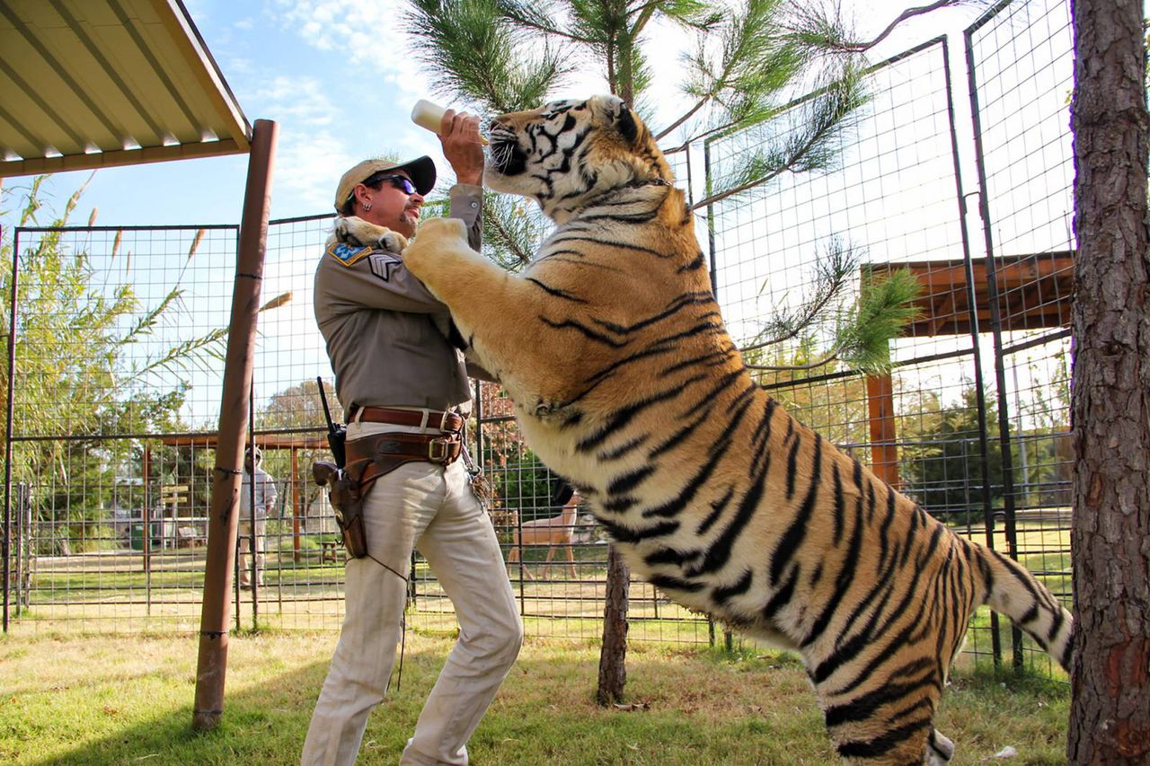 Zadziałał efekt Netfliksa. Tłumy odwiedzają serialowe zoo