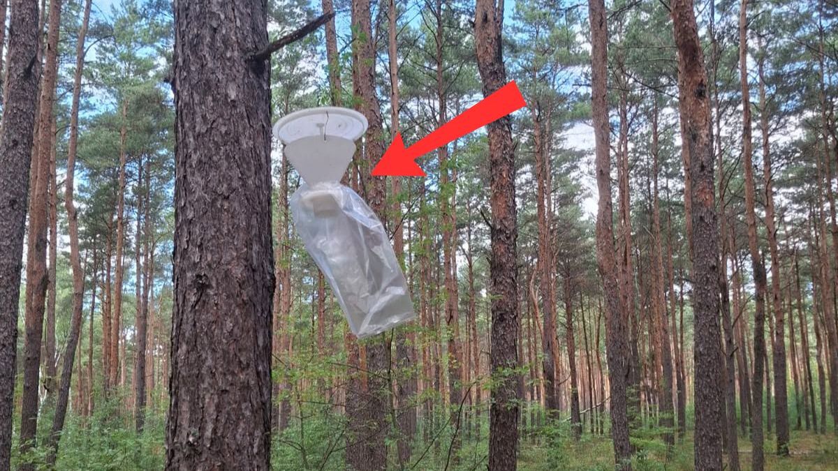 Leśnicy wieszają je na drzewach. Wyjaśniamy, do czego służą