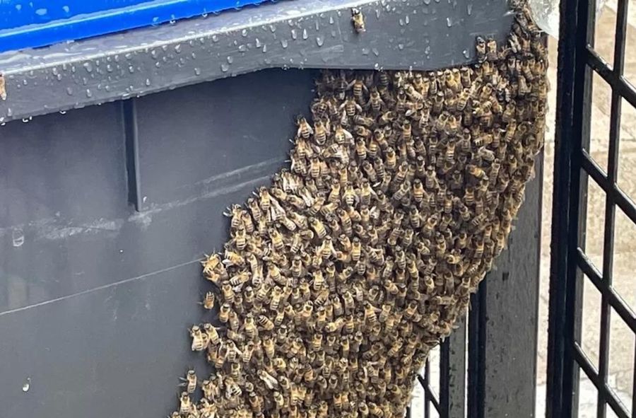 Rój pszczół przybył do centrum miasta