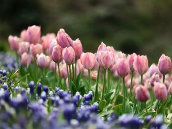 Łódź: Akcja sadzenia tulipanów w Ogrodzie Botanicznym. Wiosną rozkwitną