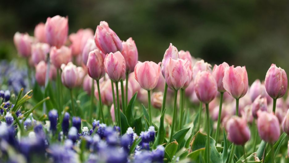 Tulipany