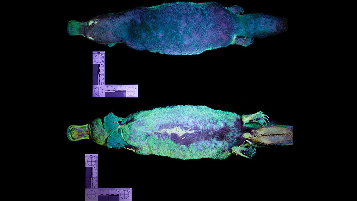 Specjalne zdjęcia ujawniły, że… dziobaki świecą w UV 1