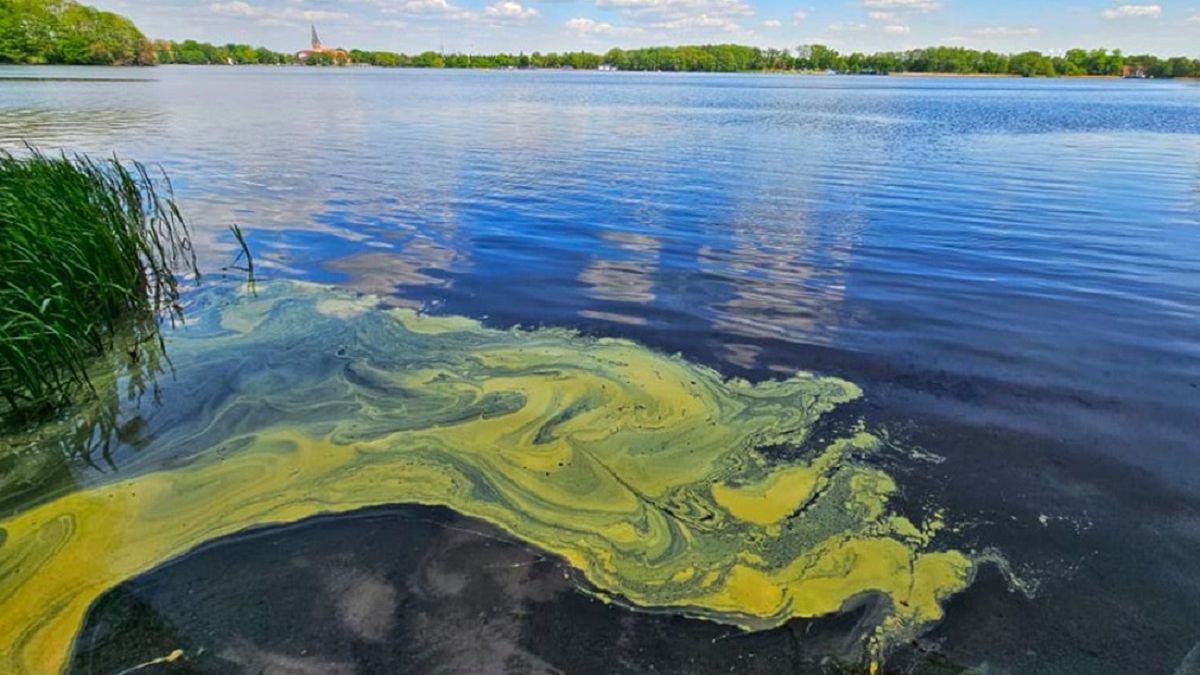 Leśnicy pokazali zdjęcie. "Wszędobylski, żółty osad"