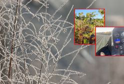 Wystarczyła jedna noc. Sadownicy ratowali się nawet helikopterem